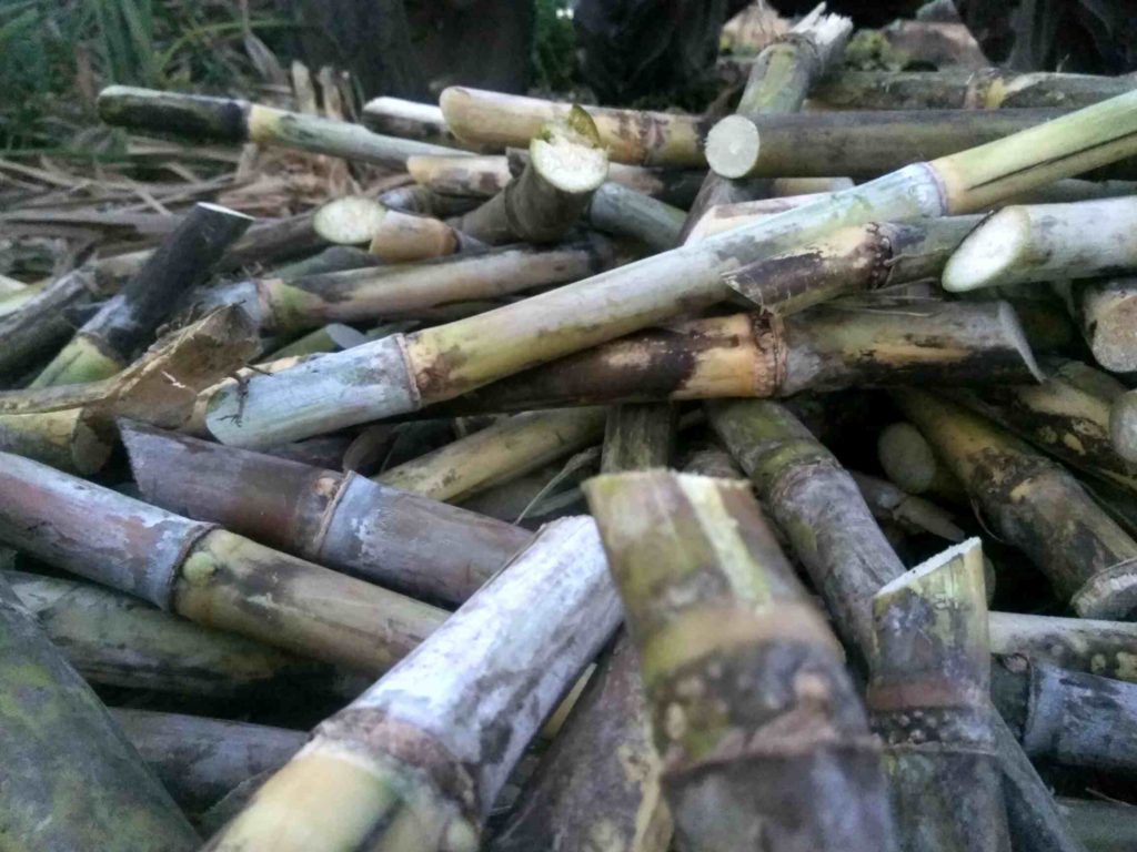 pieces of sugarcane